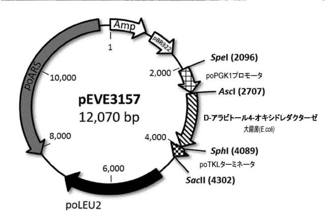 6537534-組換え株によるグルコースからのキシリトールの生産 図000070