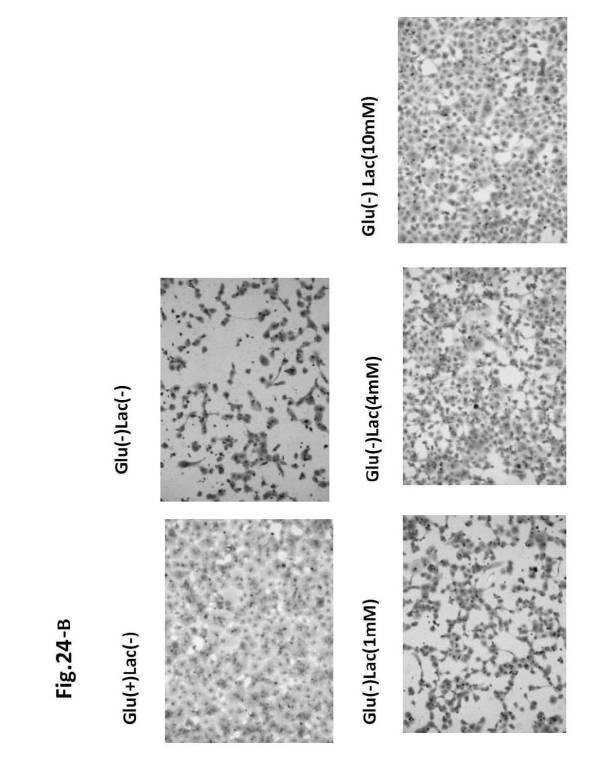 6954682-ヒト機能性角膜内皮細胞およびその応用 図000070