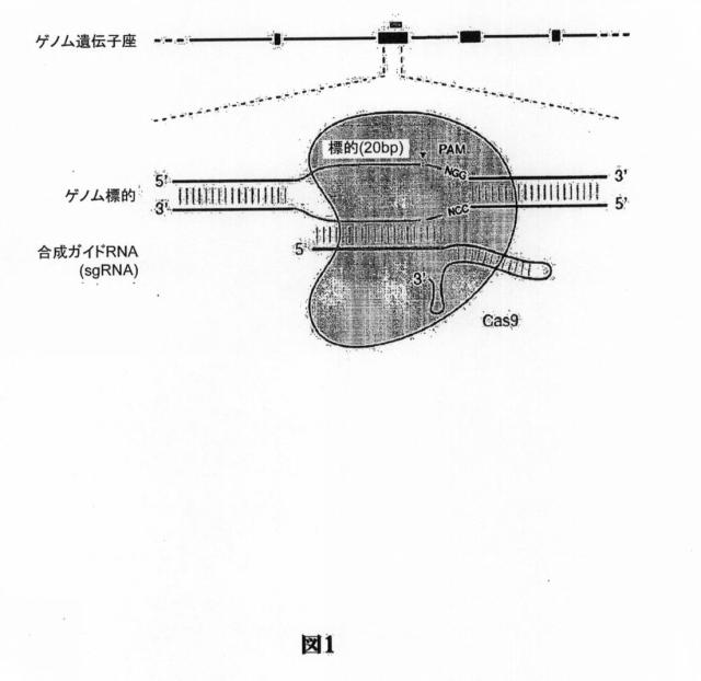 6203879-配列操作のための系、方法および最適化ガイド組成物のエンジニアリング 図000071