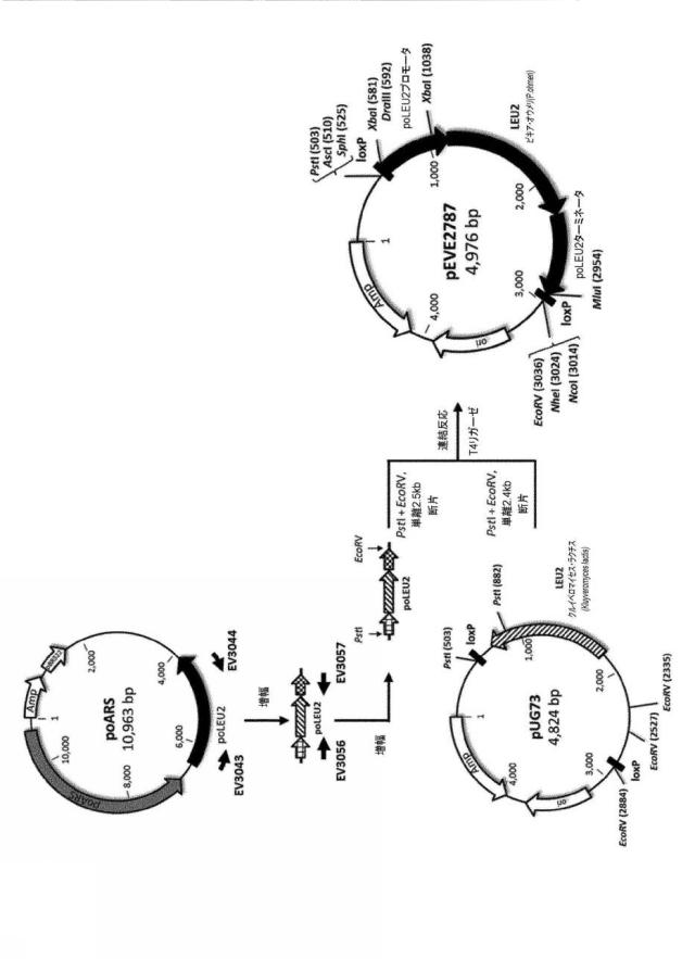 6537534-組換え株によるグルコースからのキシリトールの生産 図000071