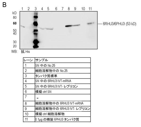 6799101-クローディンを発現するガン疾患を処置するための剤 図000071