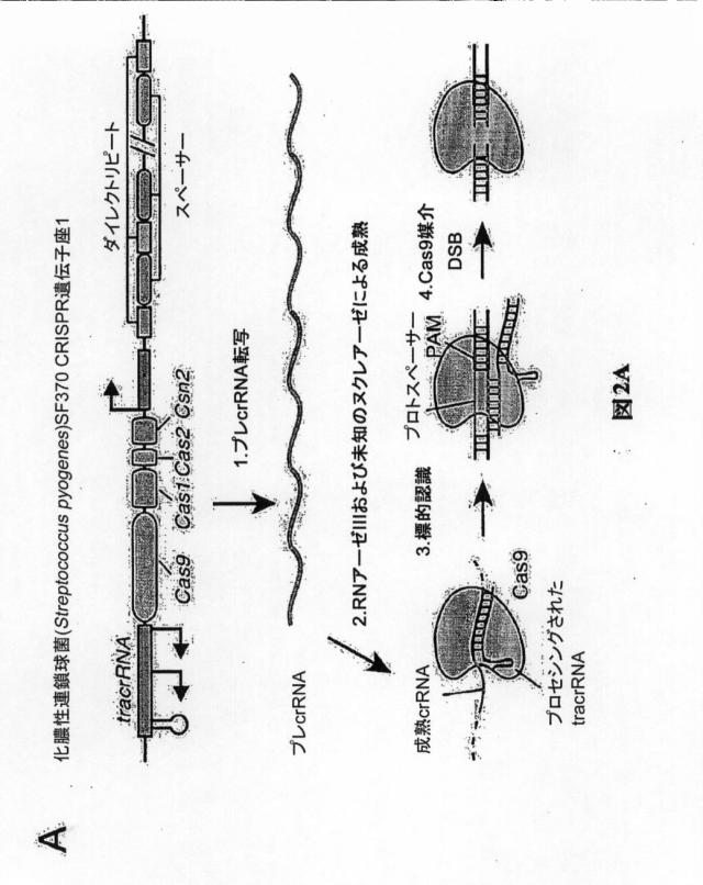 6203879-配列操作のための系、方法および最適化ガイド組成物のエンジニアリング 図000072