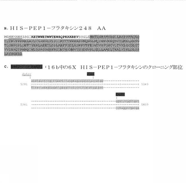 6259766-フラタキシンレベルを増加させる方法および生成物ならびにその使用 図000072