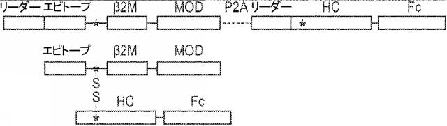 6652680-ｓｙｎＴａｃポリペプチド及びその使用 図000072