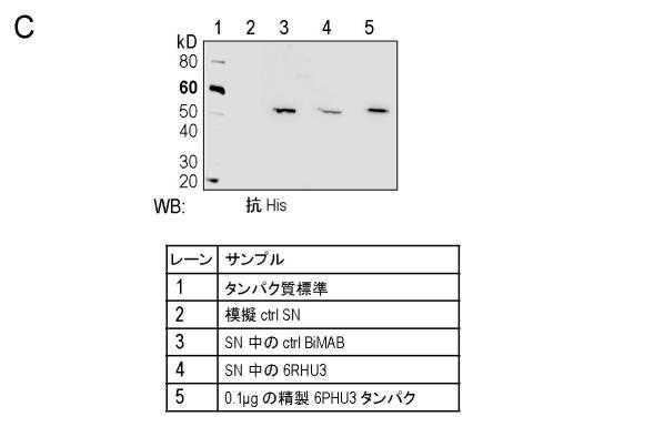 6799101-クローディンを発現するガン疾患を処置するための剤 図000072