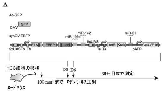 6961788-プログラム可能な腫瘍溶解性ウイルスワクチン系及びその適用 図000072