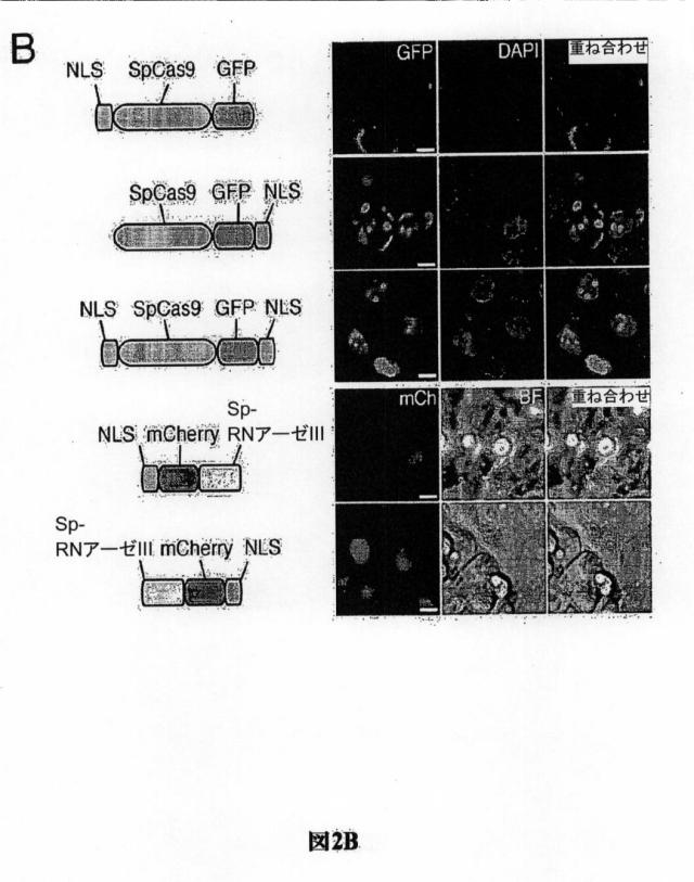 6203879-配列操作のための系、方法および最適化ガイド組成物のエンジニアリング 図000073