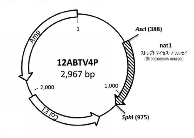 6537534-組換え株によるグルコースからのキシリトールの生産 図000073