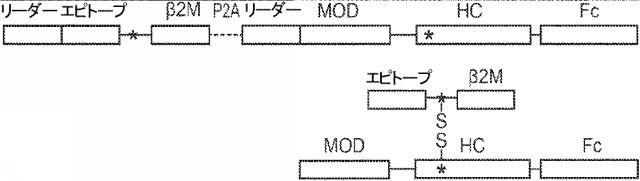 6652680-ｓｙｎＴａｃポリペプチド及びその使用 図000073