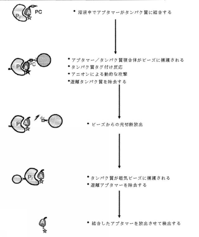 6956762-心血管系のリスクイベントの予測及びその使用 図000073