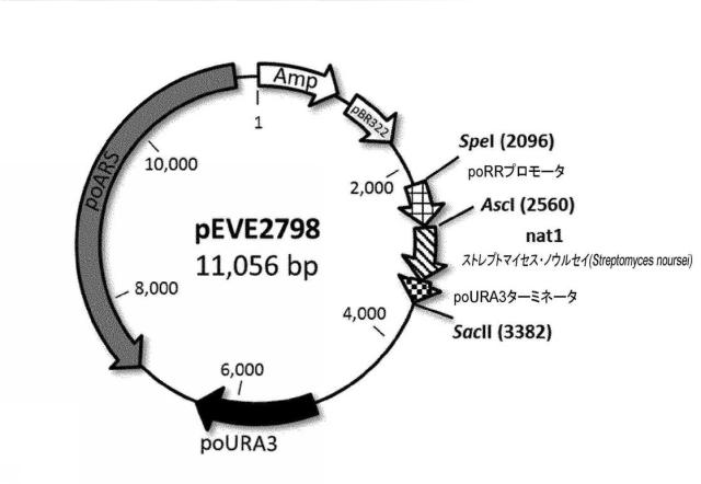 6537534-組換え株によるグルコースからのキシリトールの生産 図000074