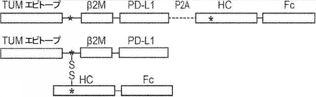 6652680-ｓｙｎＴａｃポリペプチド及びその使用 図000074