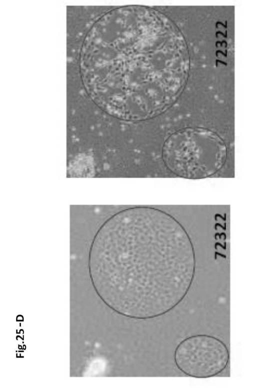 6954682-ヒト機能性角膜内皮細胞およびその応用 図000074