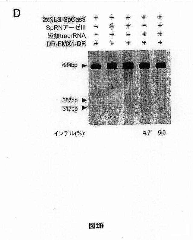 6203879-配列操作のための系、方法および最適化ガイド組成物のエンジニアリング 図000075