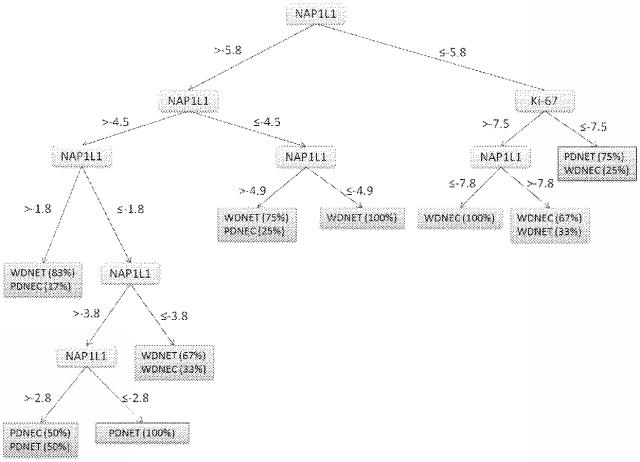 6321233-胃腸膵神経内分泌新生物（ＧＥＰ−ＮＥＮ）の予測方法 図000075