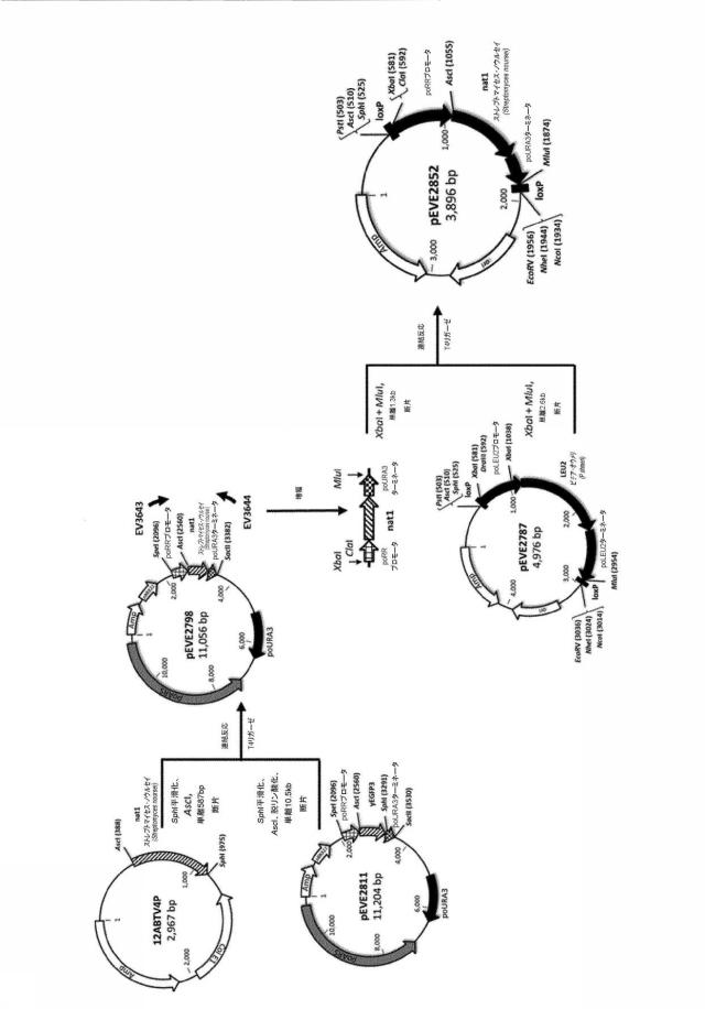 6537534-組換え株によるグルコースからのキシリトールの生産 図000075