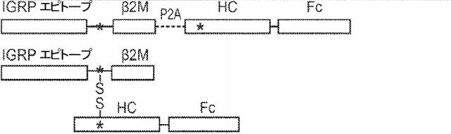 6652680-ｓｙｎＴａｃポリペプチド及びその使用 図000075