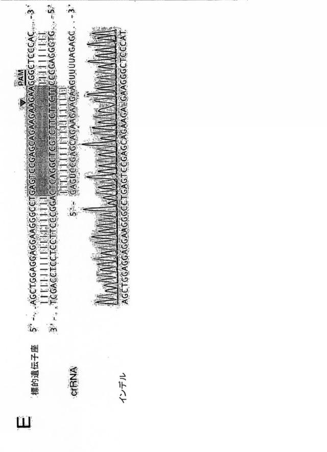 6203879-配列操作のための系、方法および最適化ガイド組成物のエンジニアリング 図000076