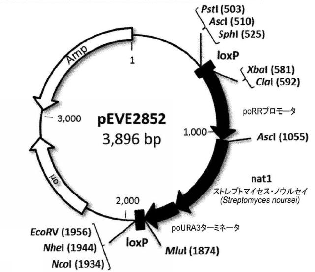 6537534-組換え株によるグルコースからのキシリトールの生産 図000076