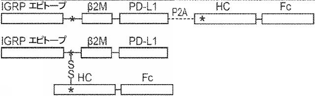 6652680-ｓｙｎＴａｃポリペプチド及びその使用 図000076