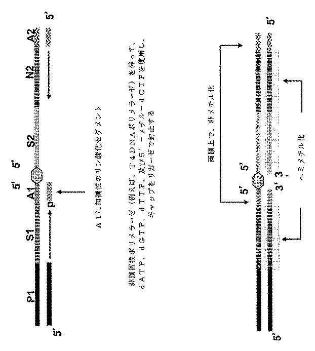 6910295-診断治療融合的な応用のための方法及びキット 図000076