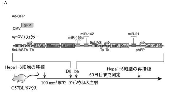 6961788-プログラム可能な腫瘍溶解性ウイルスワクチン系及びその適用 図000076