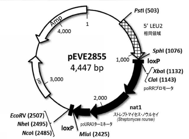 6537534-組換え株によるグルコースからのキシリトールの生産 図000077