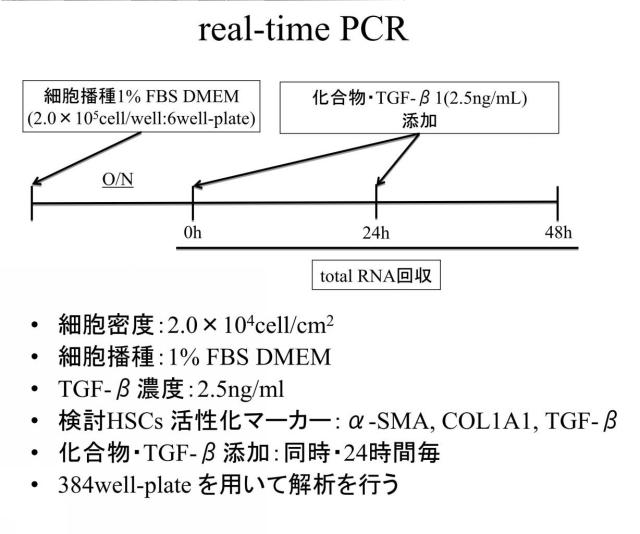 6552005-低分子化合物による癌と線維化の抑制効果 図000077