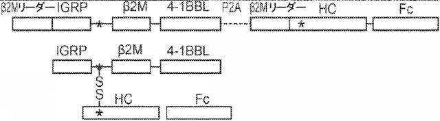 6652680-ｓｙｎＴａｃポリペプチド及びその使用 図000077