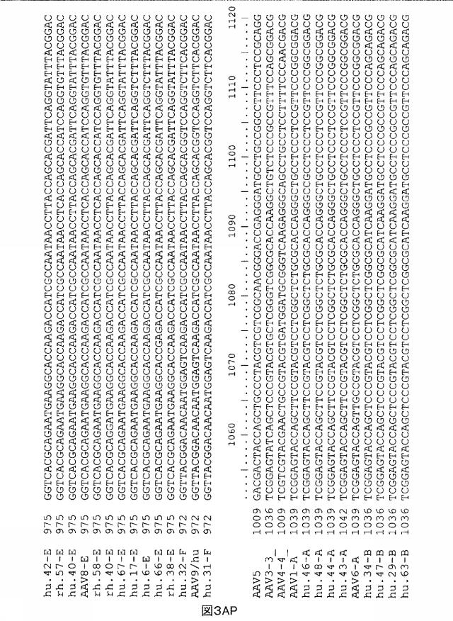 5797397-アデノ随伴ウイルス（ＡＡＶ）の同源系統群（クレイド）、配列、それらを含有するベクターおよびそれらの用途 図000078