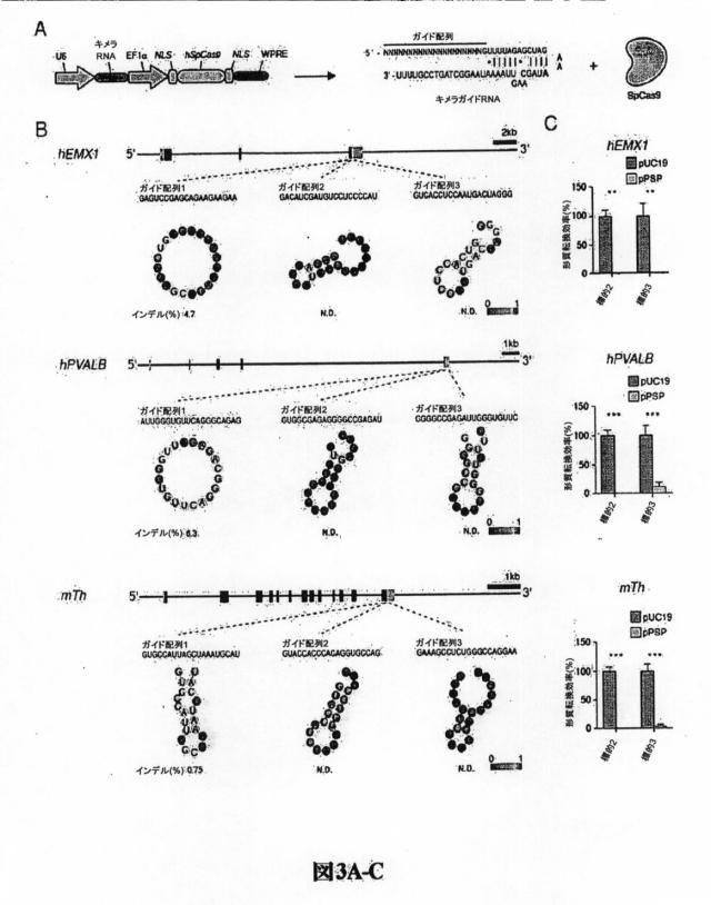 6203879-配列操作のための系、方法および最適化ガイド組成物のエンジニアリング 図000078