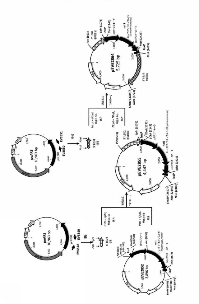 6537534-組換え株によるグルコースからのキシリトールの生産 図000078