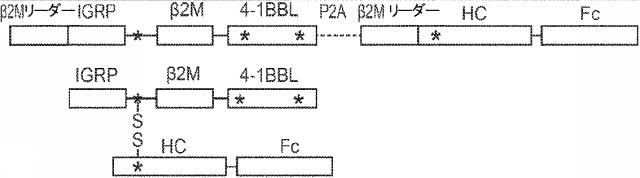 6652680-ｓｙｎＴａｃポリペプチド及びその使用 図000078