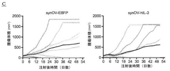 6961788-プログラム可能な腫瘍溶解性ウイルスワクチン系及びその適用 図000078