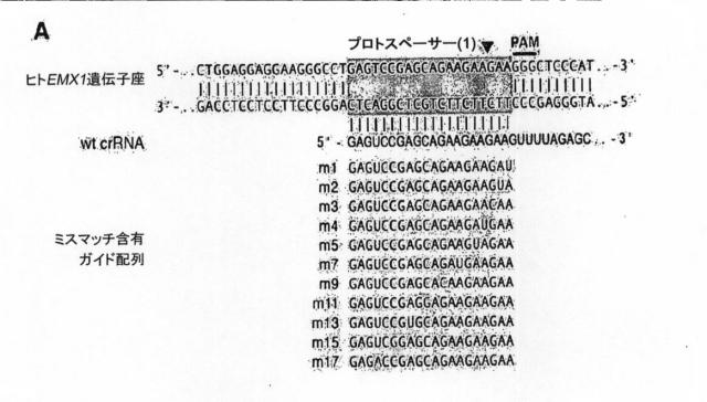 6203879-配列操作のための系、方法および最適化ガイド組成物のエンジニアリング 図000079