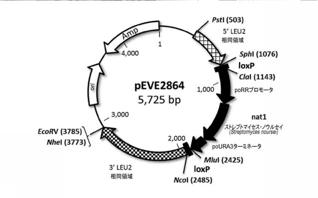 6537534-組換え株によるグルコースからのキシリトールの生産 図000079