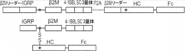 6652680-ｓｙｎＴａｃポリペプチド及びその使用 図000079