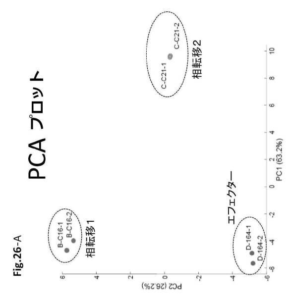 6954682-ヒト機能性角膜内皮細胞およびその応用 図000079