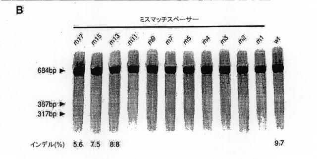 6203879-配列操作のための系、方法および最適化ガイド組成物のエンジニアリング 図000080