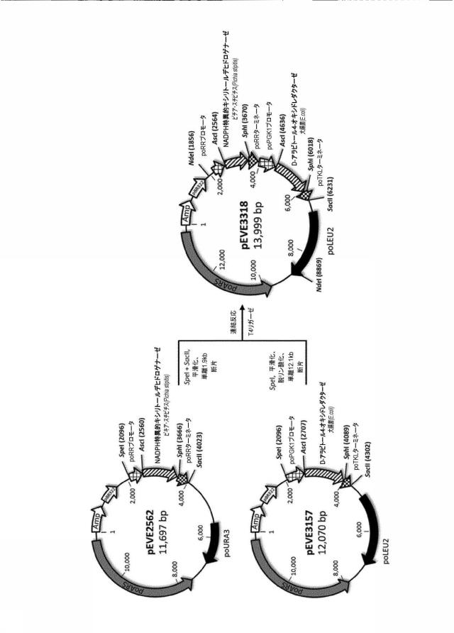 6537534-組換え株によるグルコースからのキシリトールの生産 図000080