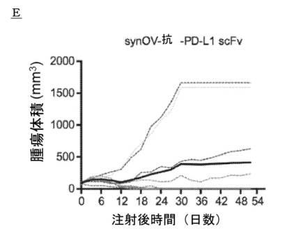 6961788-プログラム可能な腫瘍溶解性ウイルスワクチン系及びその適用 図000080