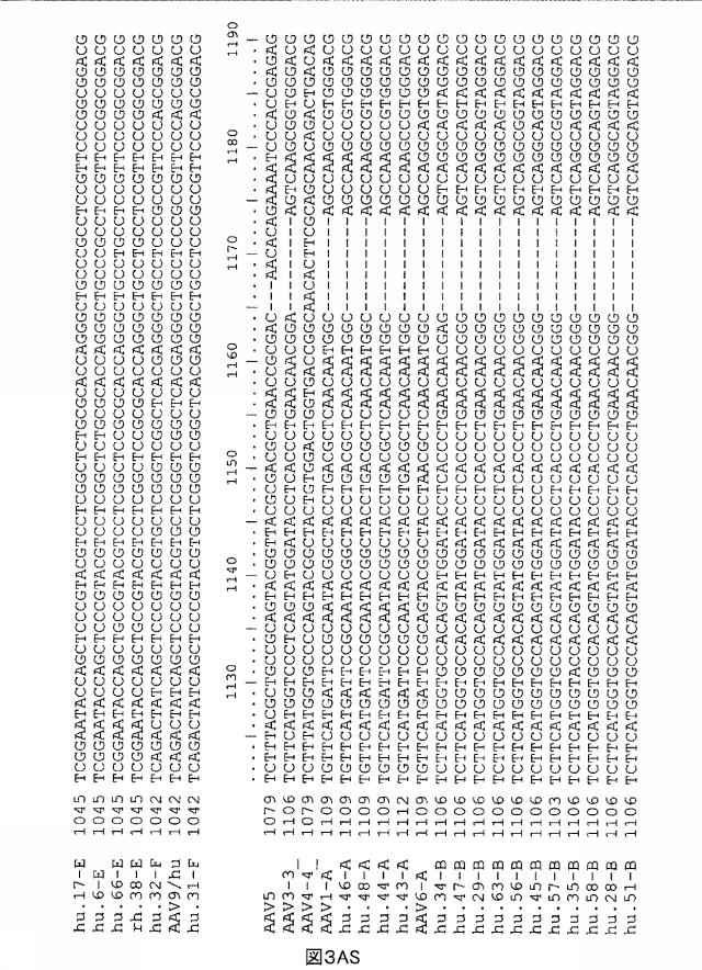 5797397-アデノ随伴ウイルス（ＡＡＶ）の同源系統群（クレイド）、配列、それらを含有するベクターおよびそれらの用途 図000081