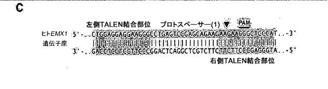 6203879-配列操作のための系、方法および最適化ガイド組成物のエンジニアリング 図000081