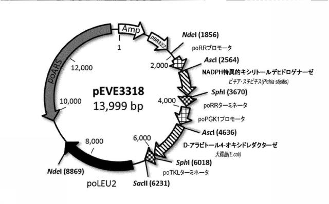 6537534-組換え株によるグルコースからのキシリトールの生産 図000081