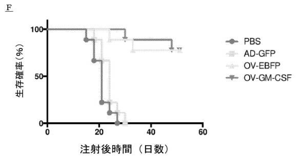 6961788-プログラム可能な腫瘍溶解性ウイルスワクチン系及びその適用 図000081