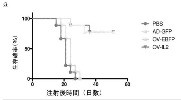 6961788-プログラム可能な腫瘍溶解性ウイルスワクチン系及びその適用 図000082