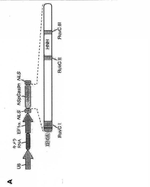 6203879-配列操作のための系、方法および最適化ガイド組成物のエンジニアリング 図000083