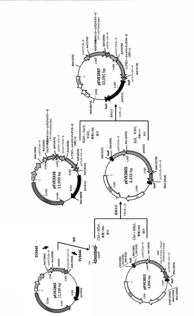 6537534-組換え株によるグルコースからのキシリトールの生産 図000083