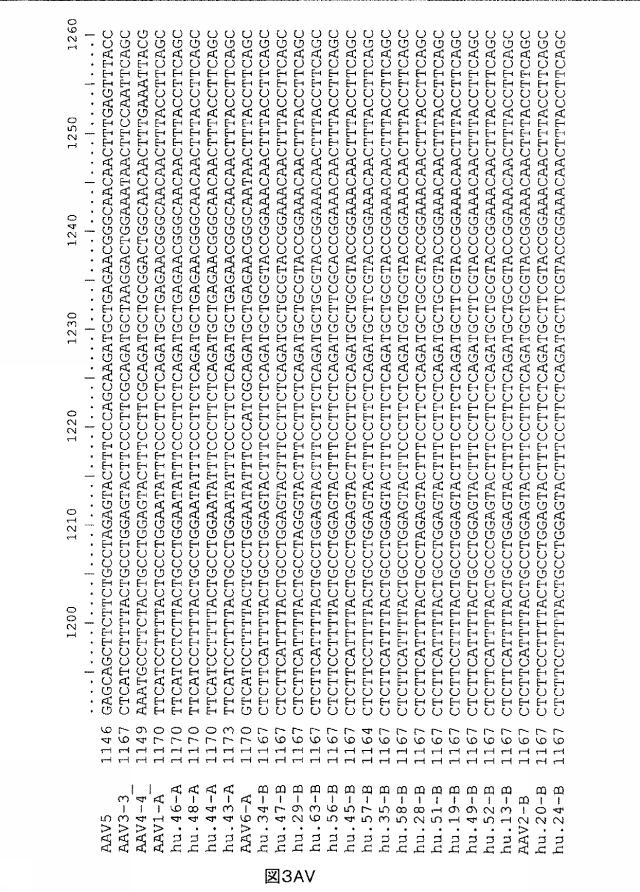 5797397-アデノ随伴ウイルス（ＡＡＶ）の同源系統群（クレイド）、配列、それらを含有するベクターおよびそれらの用途 図000084