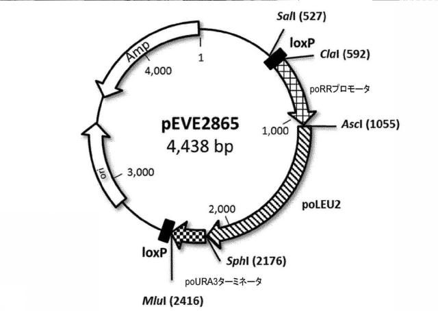 6537534-組換え株によるグルコースからのキシリトールの生産 図000084